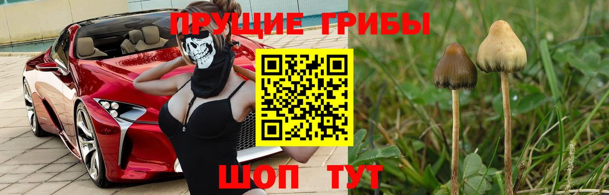 Псилоцибиновые грибы ЛСД Павловский Посад